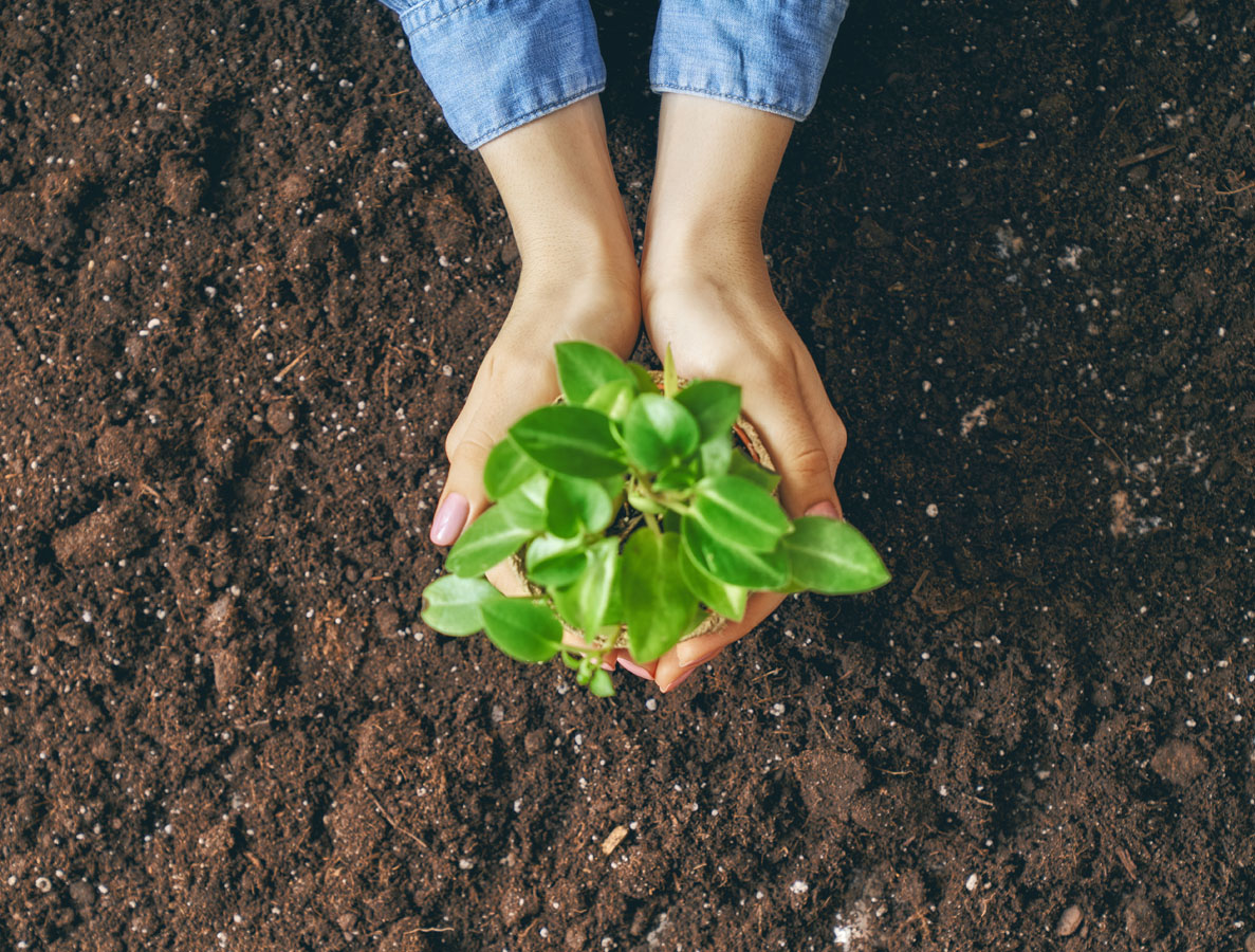 person-holding-green-sprout